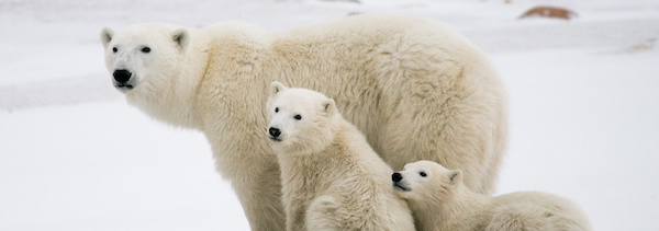 pozorování ledích medvědů v Kanadě