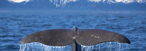 pozorování velryb v kanadě